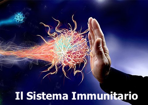 Sistemaimmunitariojpg